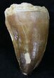 Large Mosasaur (Prognathodon) Tooth #21519-1